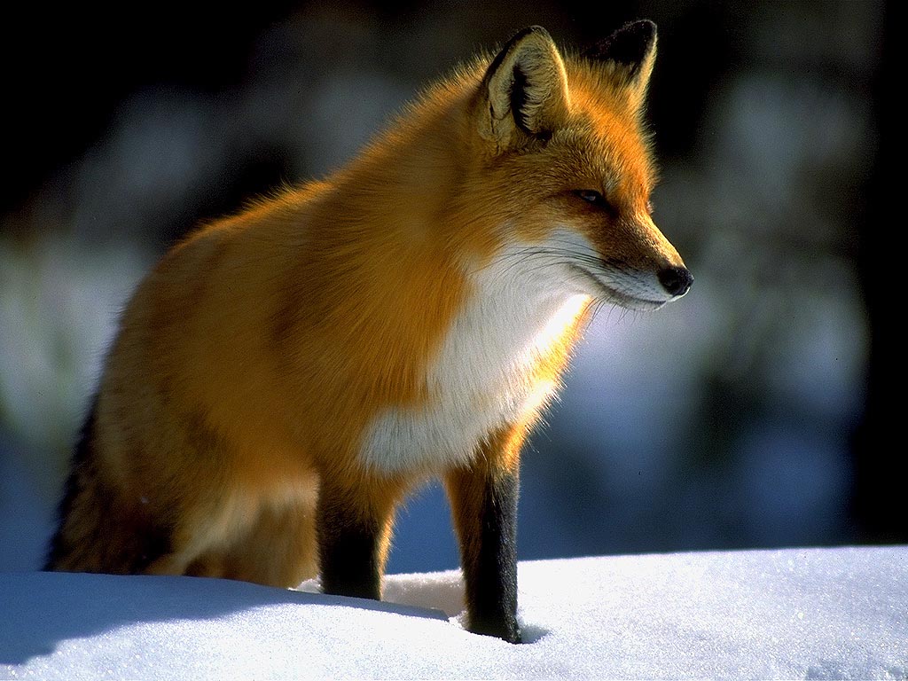 Red Fox Wallpaper and Backgrounds (1024 x 768) - DeskPicture.com