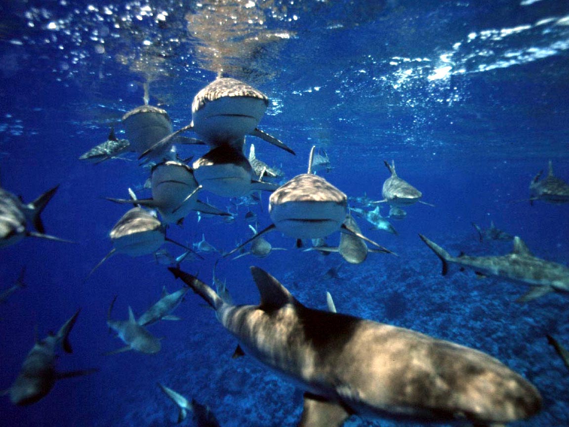bikini atoll mutated sharks