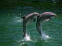 Two Dolphins Leaping