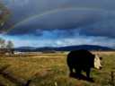 Rainbow and Cow