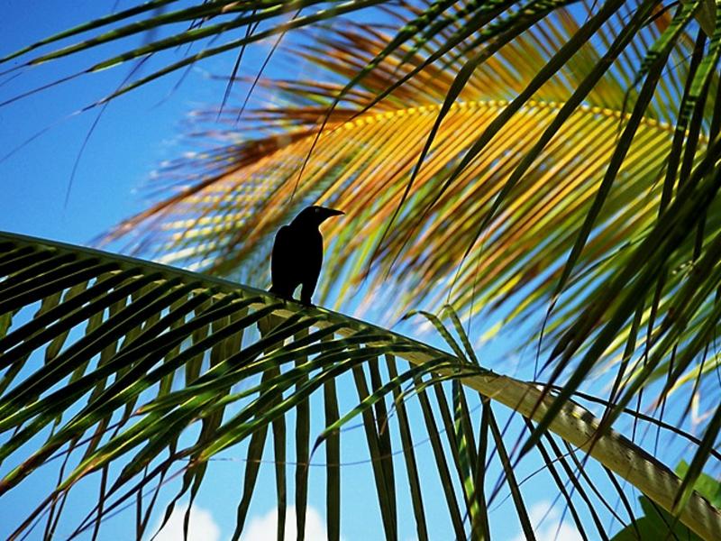 Crow in Palm Tree wallpaper