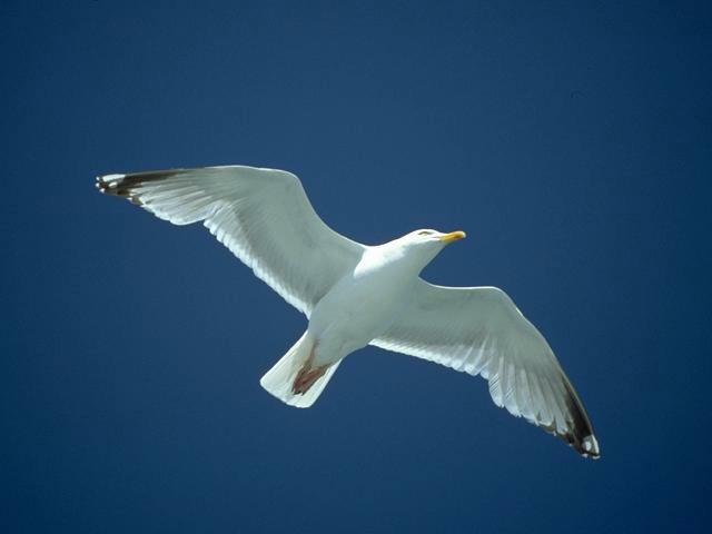 Seagull in blue sky wallpaper