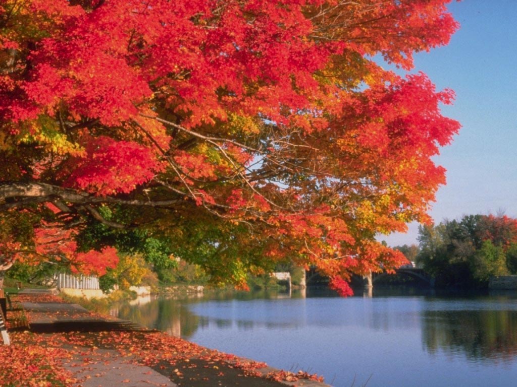 Fall Leaves by a Pond wallpaper