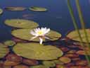 Pond Lily Flower