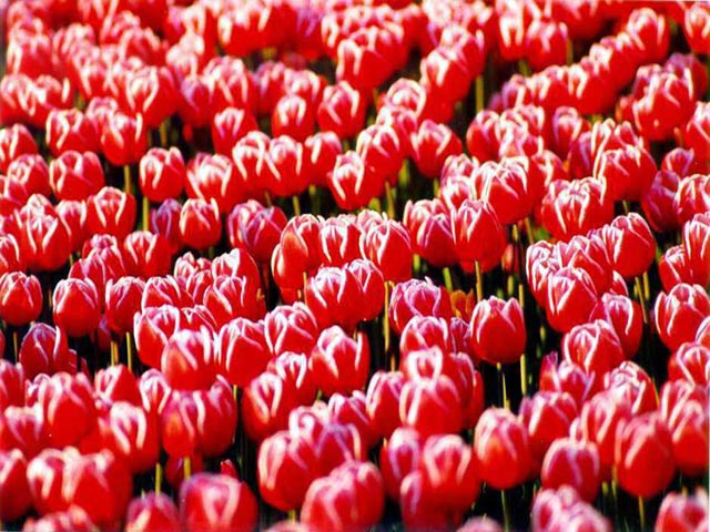 Red and White Tulips wallpaper