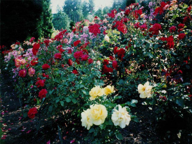 Rose Garden wallpaper