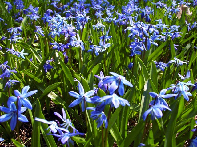 Blue Spring Flowers wallpaper