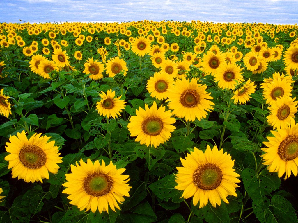 Sunflower Field wallpaper