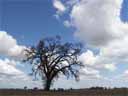 Lonely Oak Tree