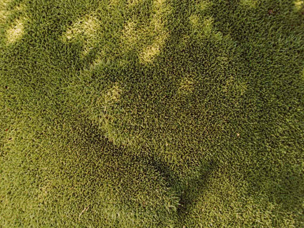 Moss wallpaper