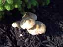 Mushrooms Under Spruce