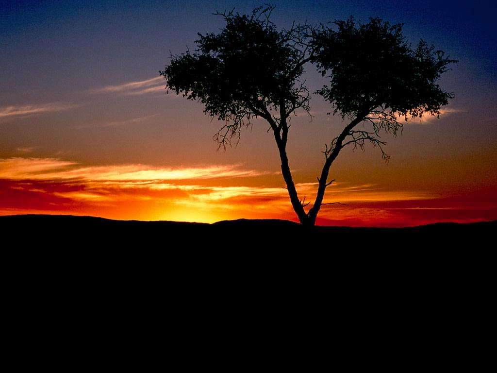 Sunset With Tree Ii Wallpaper And Backgrounds (1024 X 768