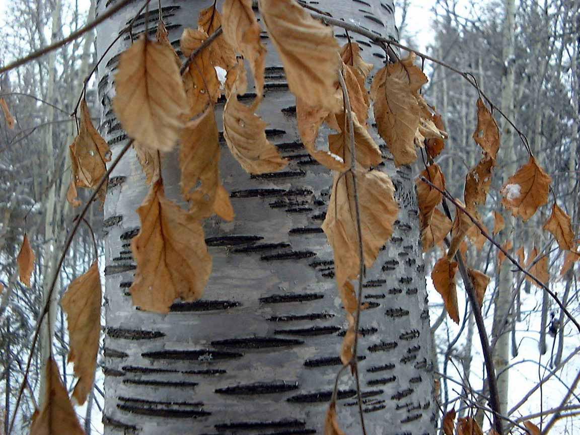 Birch Tree Trunk wallpaper