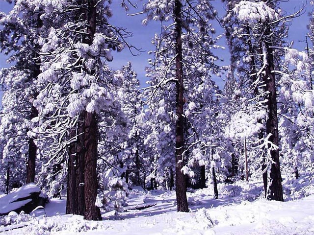 Snow Pines wallpaper