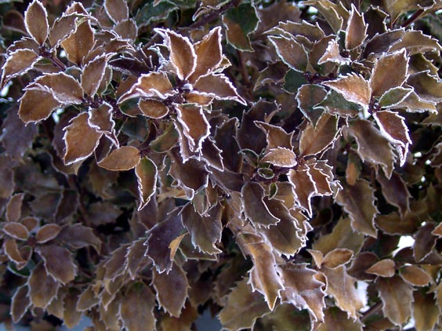 Frosty Holly wallpaper