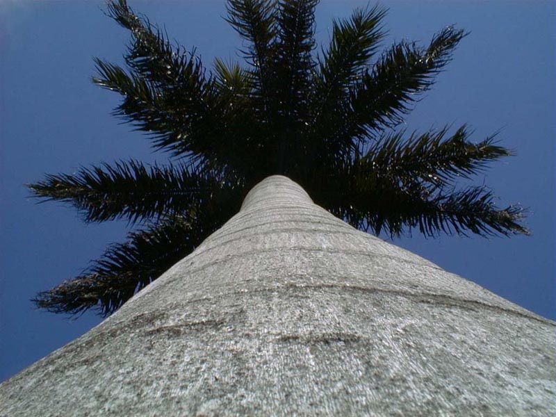 Palm Tree wallpaper